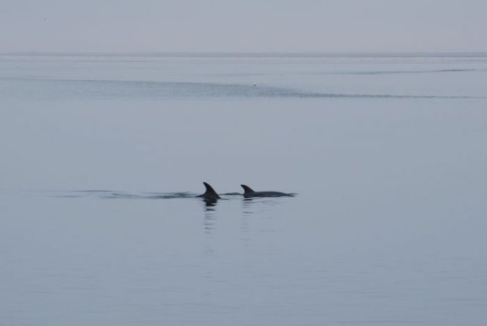 080. Walvisbaai, dolfijnen.jpg